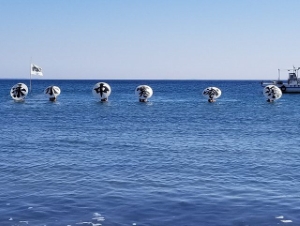 写真：観海流寒中水泳2