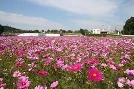 写真:コスモス