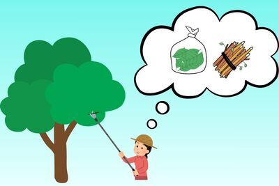 イラスト:草や落ち葉などは、透明または半透明の袋に入れる。剪定した木は、束ねてひもで縛る。