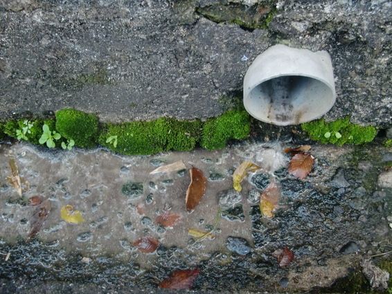 写真：単独浄化槽からの生活排水
