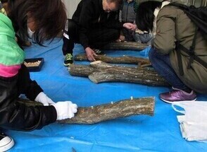 シイタケ菌打ち体験写真2