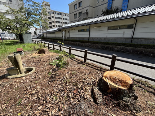 写真:道路側に並ぶ2つの大きな切り株