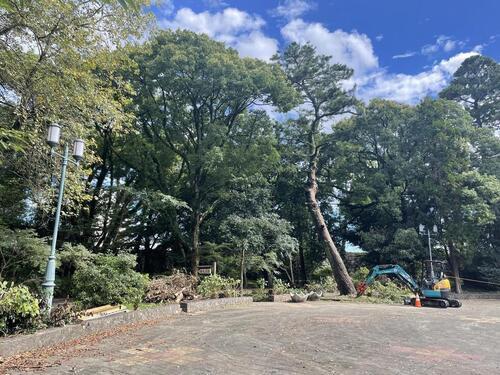 写真:伐採中の中央広場