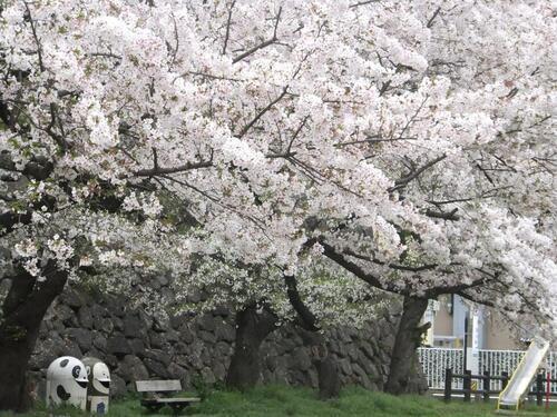写真:石垣の前の桜1