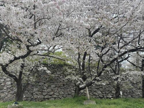 写真:石垣前の桜2