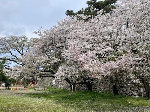 写真:石垣前の桜3