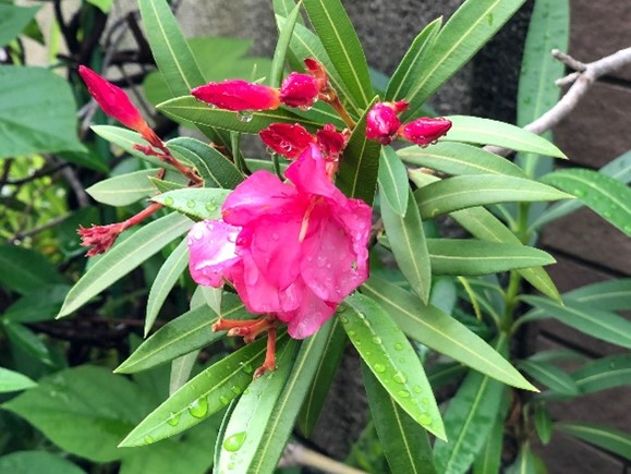 写真キョウチクトウ