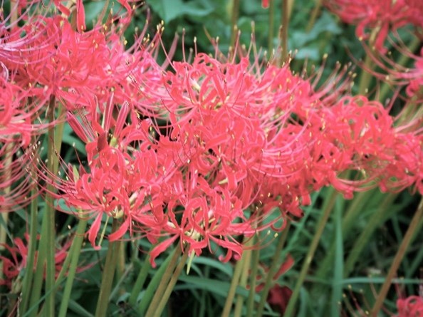 写真ヒガンバナ