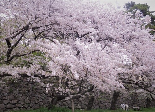 写真：満開のさくら
