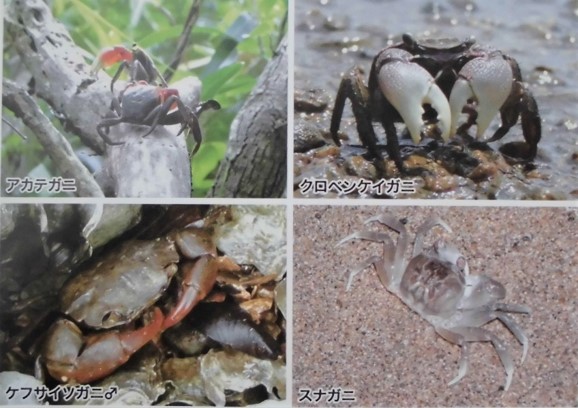 干潟や海辺の生き物例