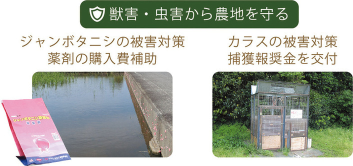 獣害・虫害から農地を守るためジャンボタニシの被害対策薬剤の購入費補助やカラスの被害対策捕獲報奨金を交付することを説明する写真