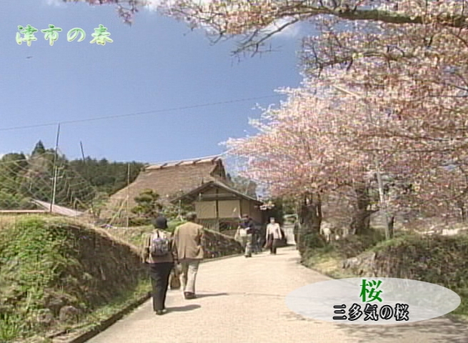 津市の春（動画）