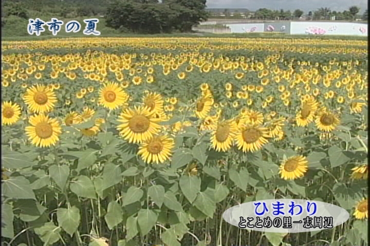 津市の夏（動画）