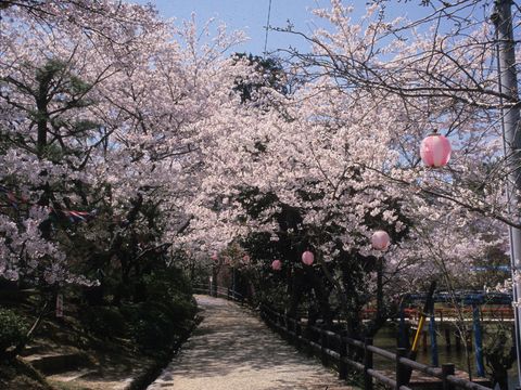 偕楽公園の桜