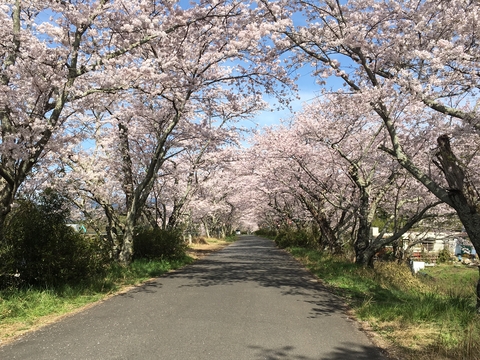 亀ヶ広の桜並木