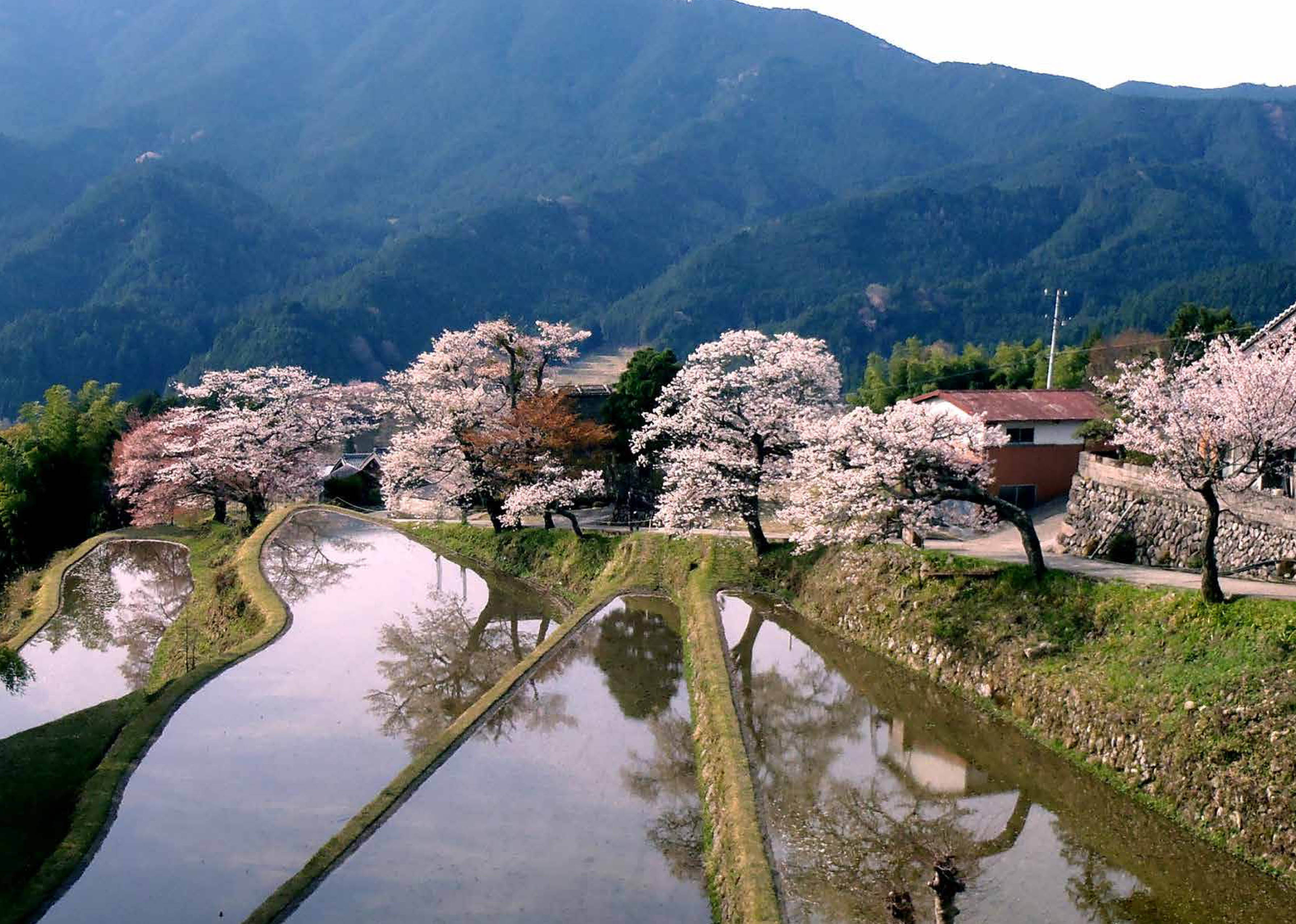 三多気の桜