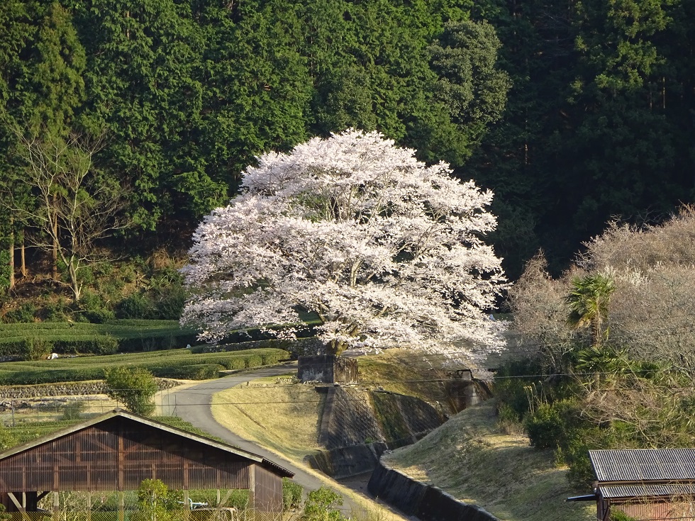 usuzumisakura