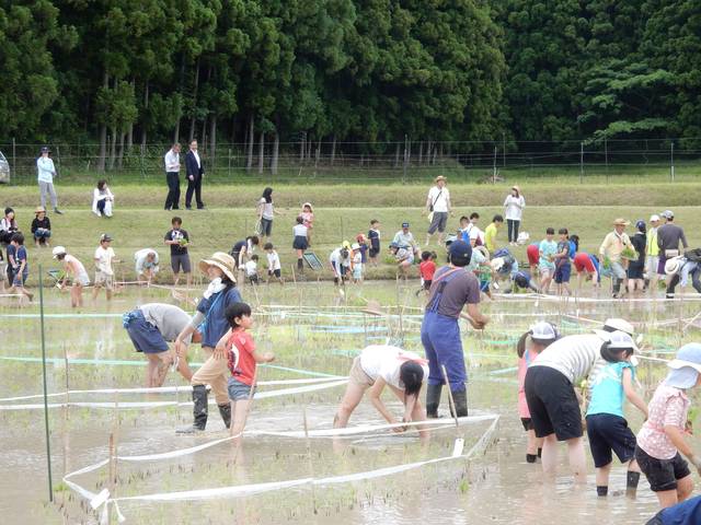 田んぼアート田植えイベント 