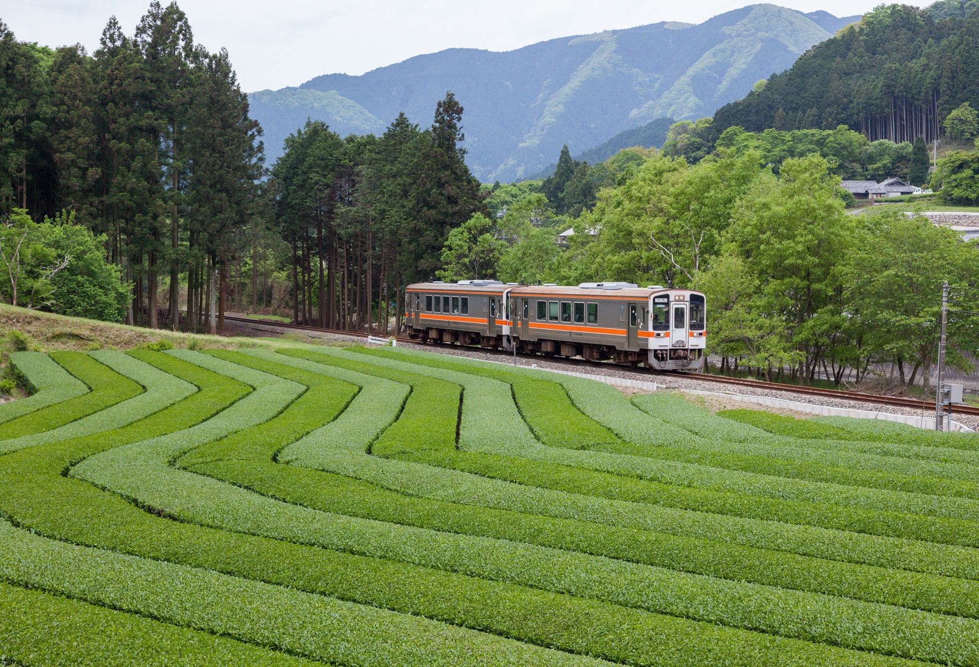 茶畑と名松線
