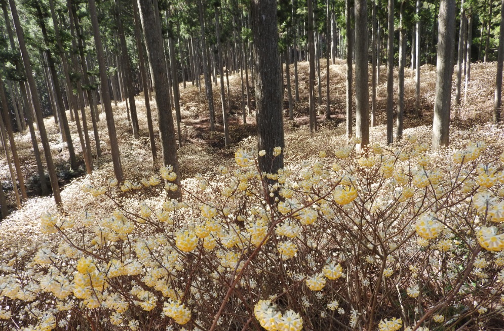 ミツマタ群生地写真