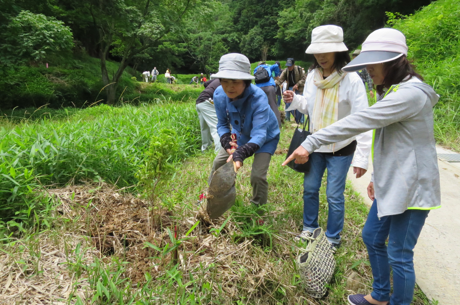 参加者の植樹