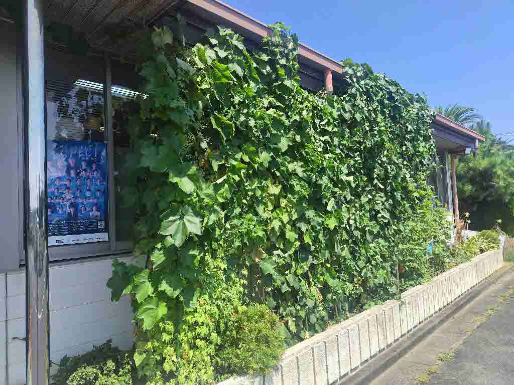 グリーンのカーテン　三幸・三重県生涯スポーツ協会グループ