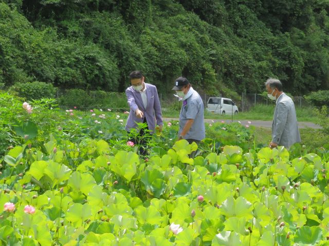 二俣地区の蓮