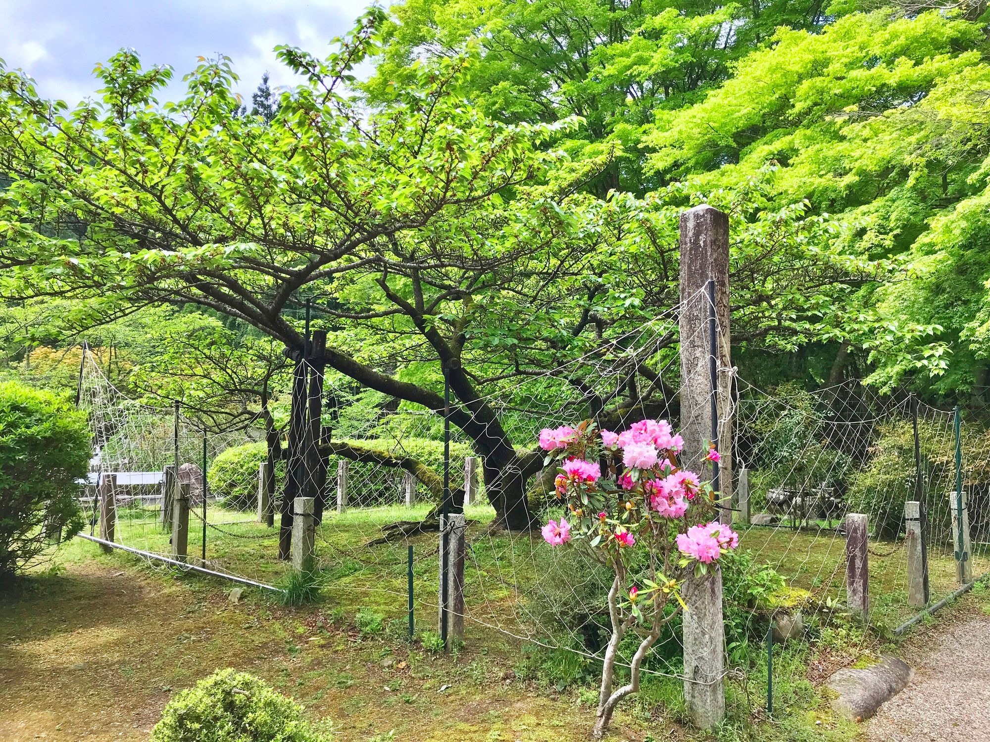 イメージ画像　シャクナゲ